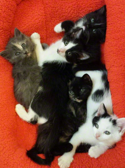 Most adorble kittens R Olson.jpg
